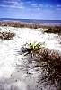 Dunes at Kiawah Island.