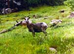 Bighorn