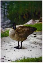 Duck!